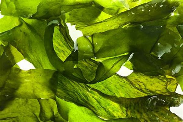 Beneficios De Algas Nutritivas