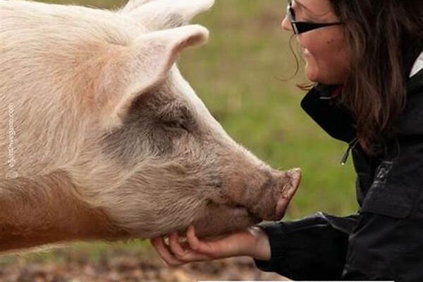Opciones Gastronómicas Libres De Crueldad